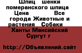 Шпиц - шенки померанского шпица › Цена ­ 20 000 - Все города Животные и растения » Собаки   . Ханты-Мансийский,Сургут г.